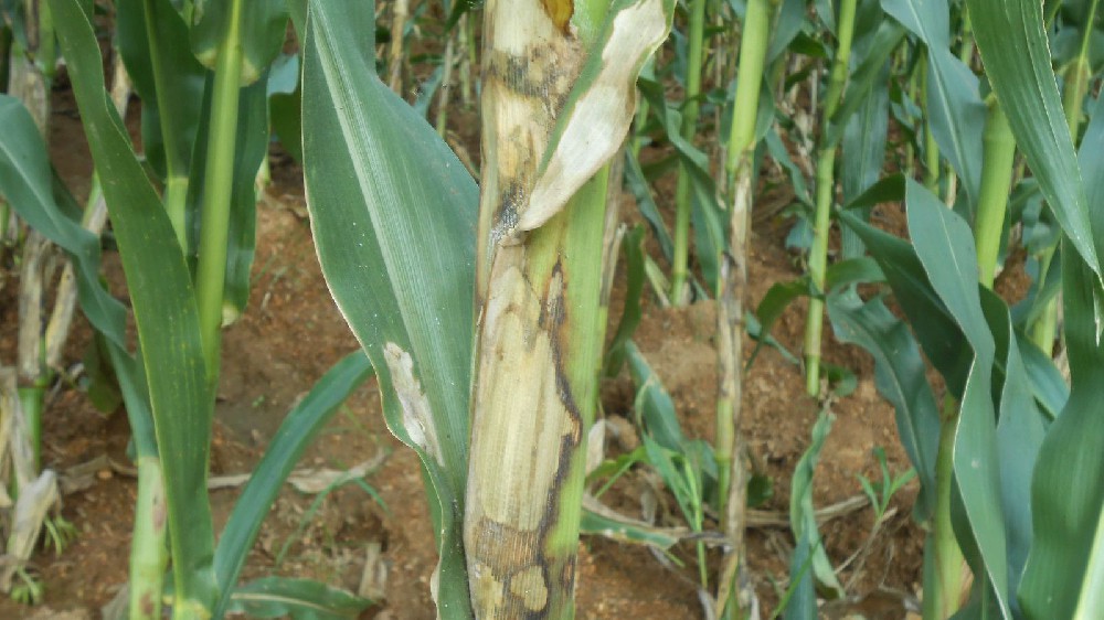 Corn Stalk Rot